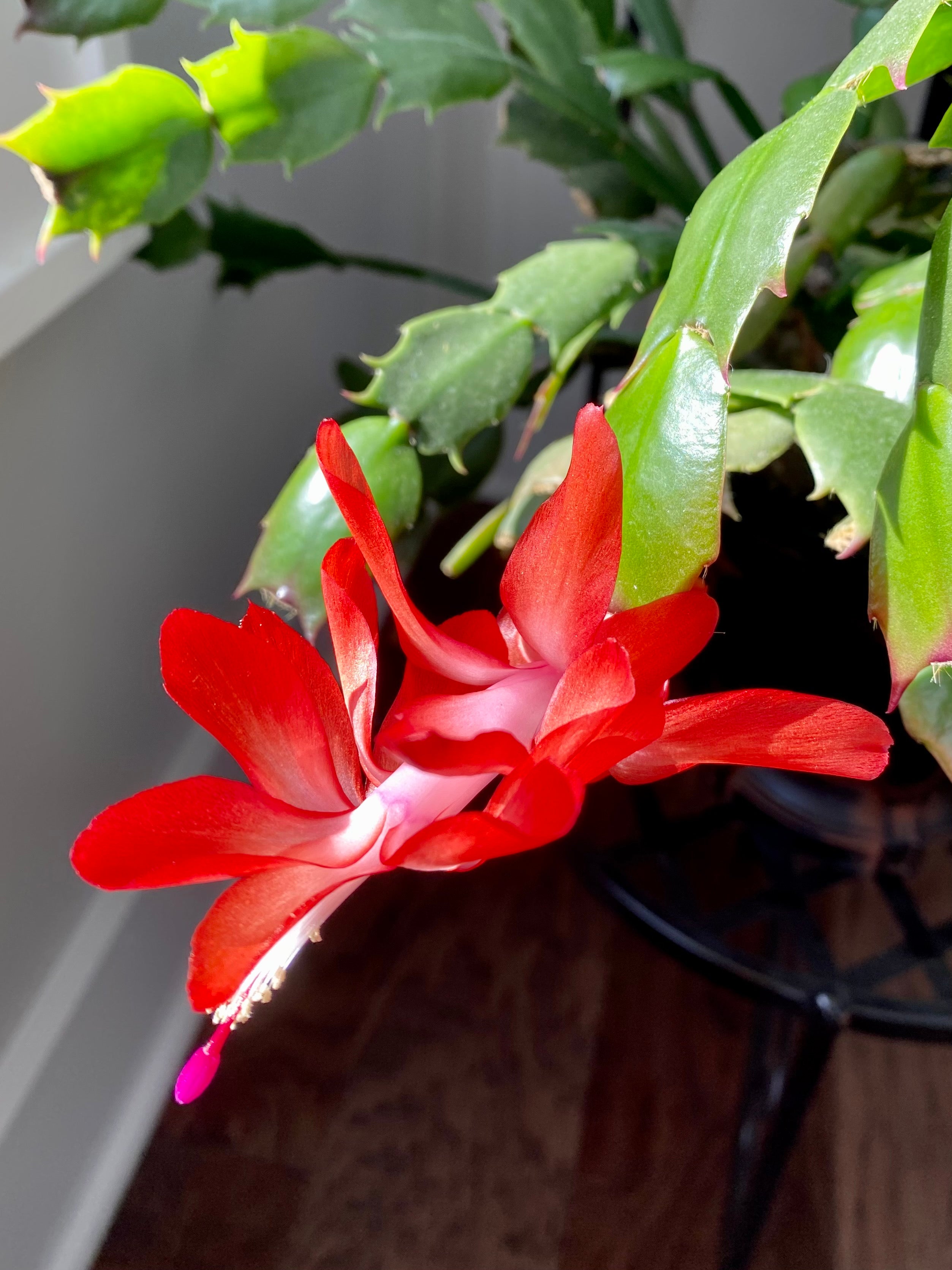 Cactus Flower & Jade